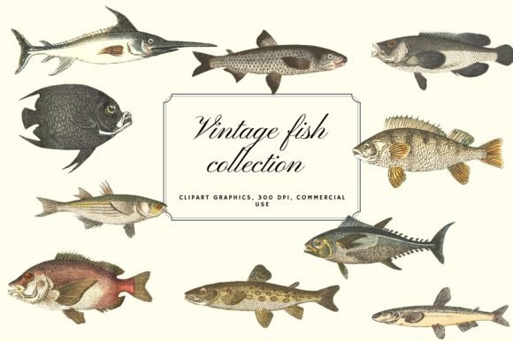 Vintage Fish Illustration: A Modern Design Asset